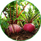 三無(wú)產(chǎn)品，綠色健康